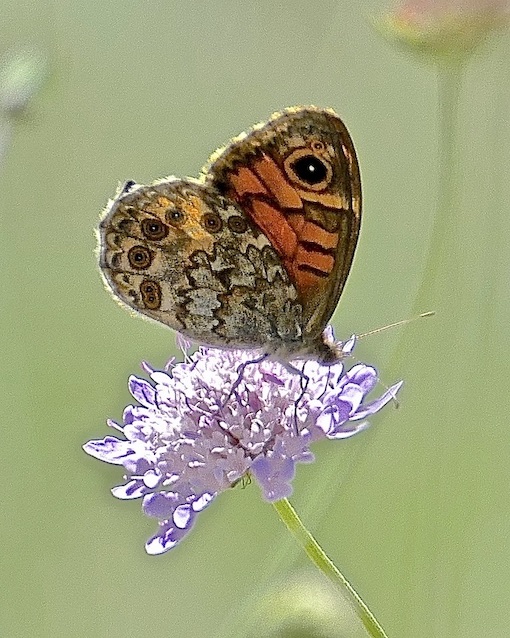 wall brown
